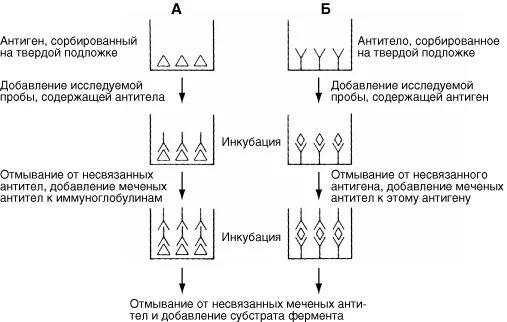 Метод конкурентного иммуноферментного анализа (ифа). Схема постановки радиоиммунного метода. Риа ифа. Риа и ифа. Краткая схема радиоиммунного анализа.