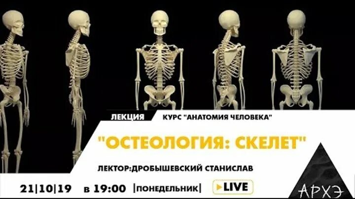 Методички гайворонского. Методичка гайворонского остеология. Остеология карточки. Методичка гайворонского остеология. Строение грудного позвонка сбоку.