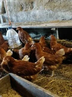 Куры несушки недорого