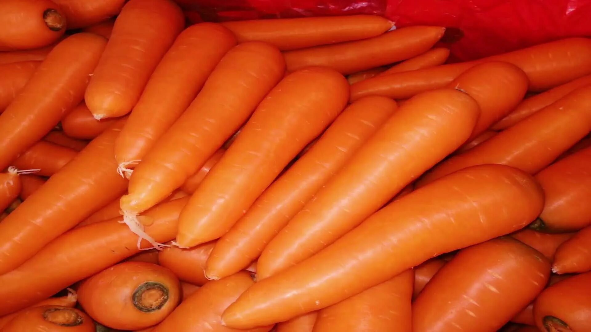 Оранжевая морковь. Семена морковь каротель. Настоящая морковь. Сердцевина морковки. Почему морковь оранжевая.
