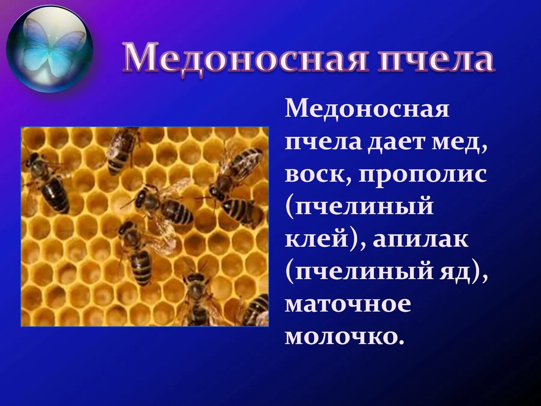 Пчелы в жизни человека. Одомашненные насекомые. Медоносная пчела. Информация о пчелах. Виды одомашненных насекомых.