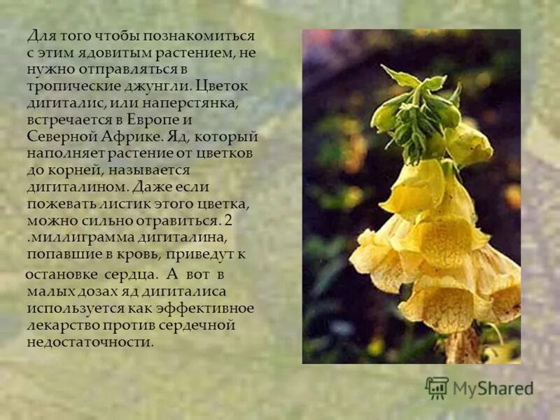 описание цветка наперстянка