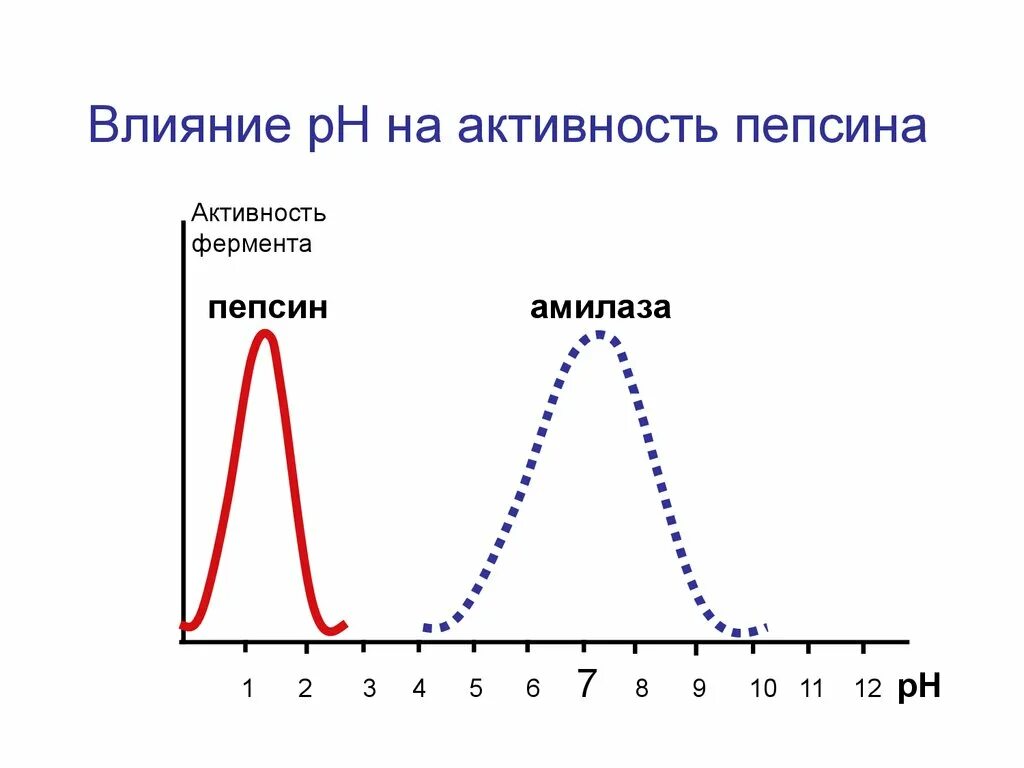 Активность фермента зависит от. График зависимости активности ферментов от РН. Зависимость активности ферментов график. График влияния температуры на активность пепсина. Зависимость активности амилазы от PH.