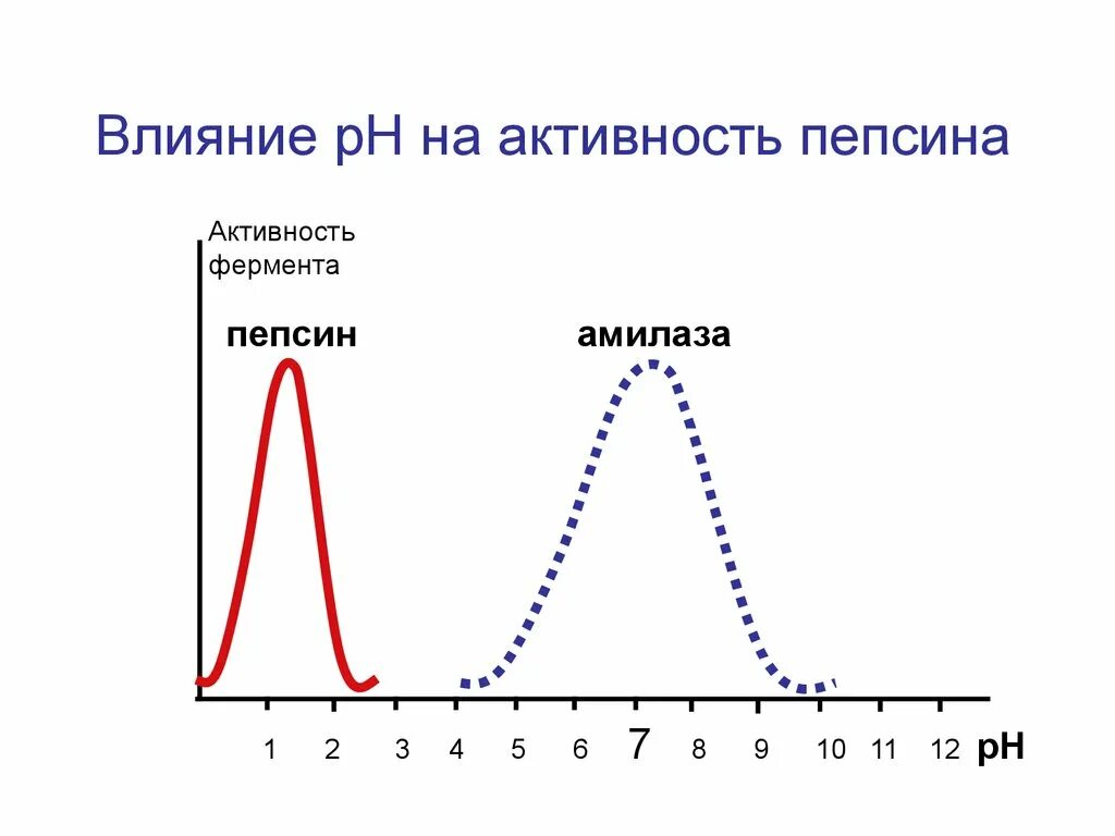 График зависимости фермента от температуры. График зависимости активности ферментов от РН. Зависимость активности ферментов график. График влияния температуры на активность пепсина. Зависимость активности амилазы от PH.