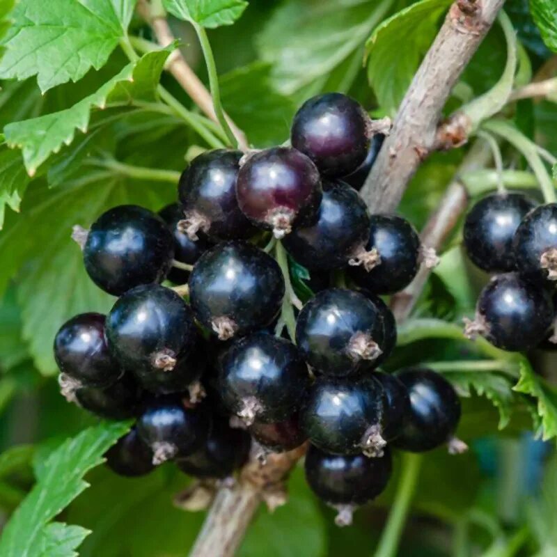 смородина черная черный жемчуг. смородина сладкая жемчужина. ). смородина черная (ribes nigrum). смородина чёрная жемчужина.