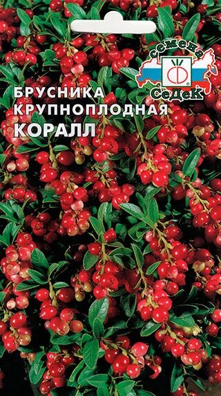 Брусника koralle. Брусника коралл отзывы. Брусника коралл описание сорта фото. Семена брусники фото. Брусника крупноплодная коралл.