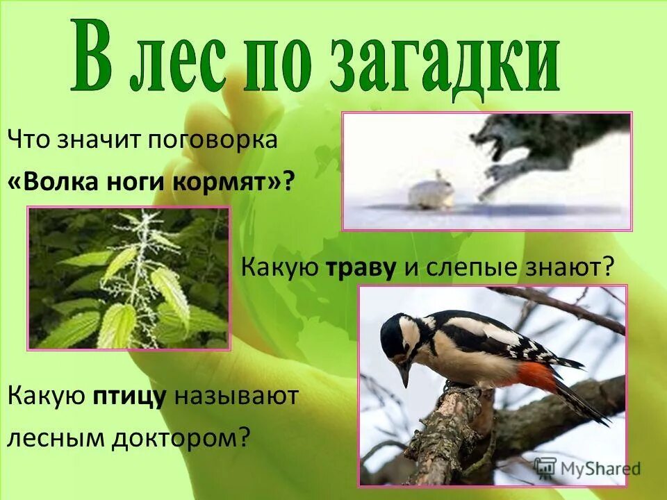 Какую птицу называют доктором. Лесной доктор птица. Дятел лекарь леса. Дятел оседлая или кочующая птица. Дядет перелетная птица.