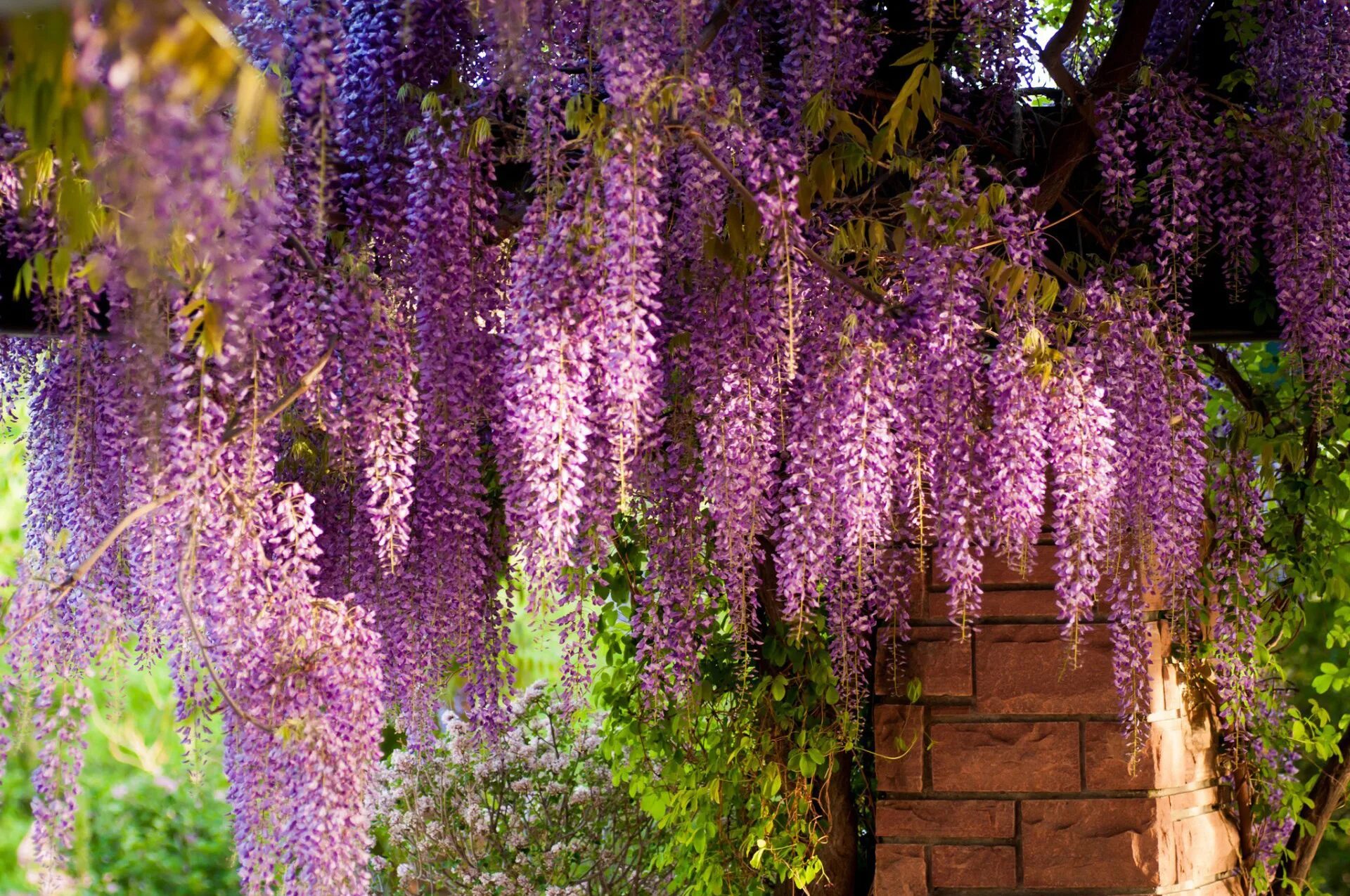 Wisteria. глициния кустарниковая. глициния wisteria. вистерия китайская глициния. Wisteria.