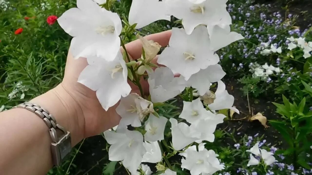 Когда сеять колокольчик. Колокольчик Кампанула семена. Колокольчик Карпатский Изабель. Колокольчик Уайт пуфф. Колокольчик Карпатский рассада.