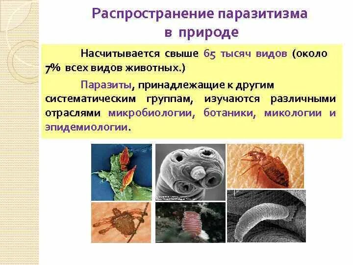 Паразиты перечислить