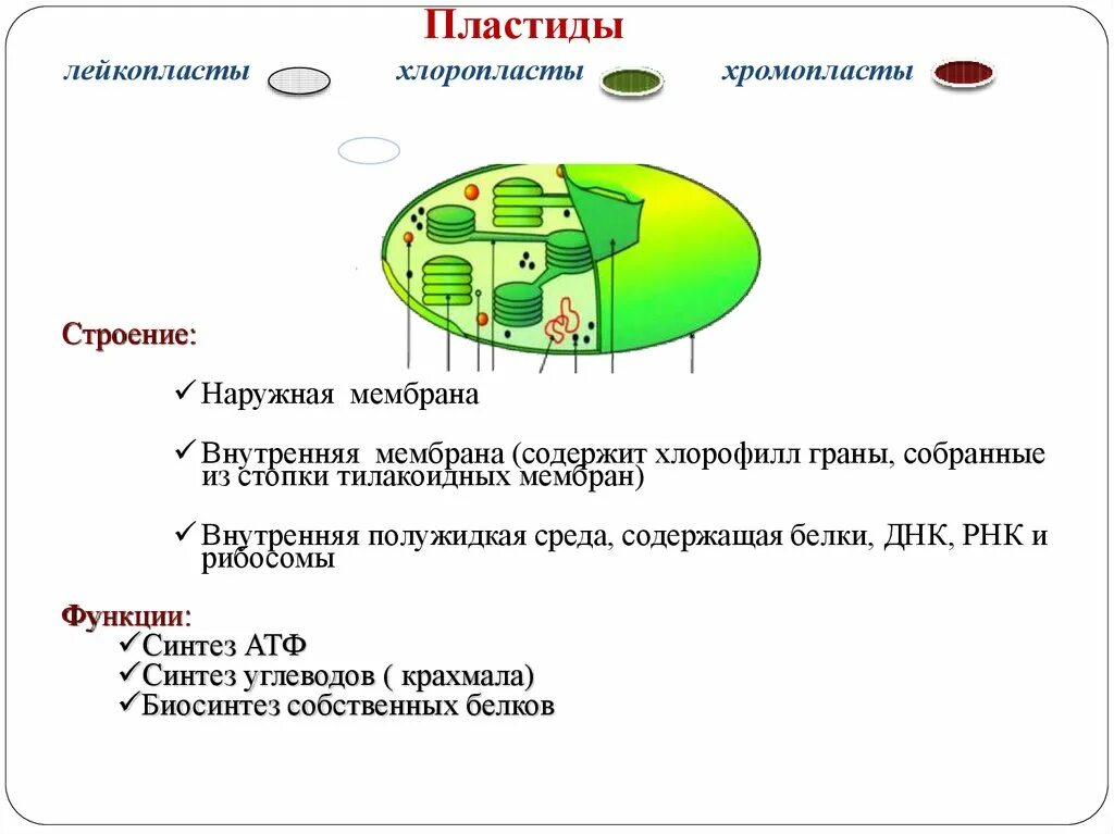 Состав хлоропласта. Функция хлоропластов в растительной клетке. Хлоропласты строение и функции. Строение структуры хлоропластов. Пластиды хлоропласты функции.