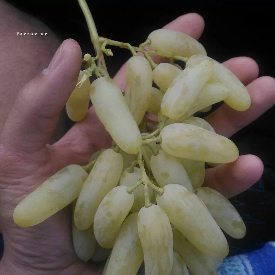 Узбекский виноград дамские пальчики. Сорт винограда дамские пальчики. Виноград дамские пальчики Узбекистан. Сорта винограда в Узбекистане.