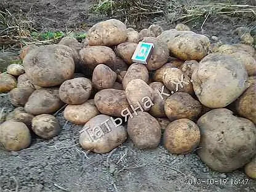 Сынок сорт картофеля описание характеристика отзывы фото