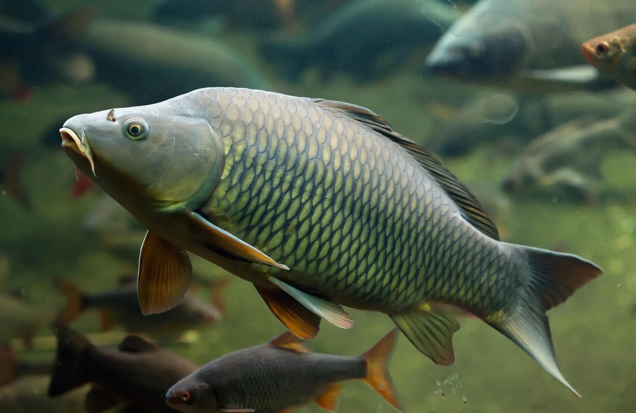 Сазан (Cyprinus Carpio). Карп обыкновенный – Cyprinus Carpio. Сазан (= Карп обыкновенный) – Cyprinus Carpio. Краснуха карпа (аэромоноз). Скорпионовый карп