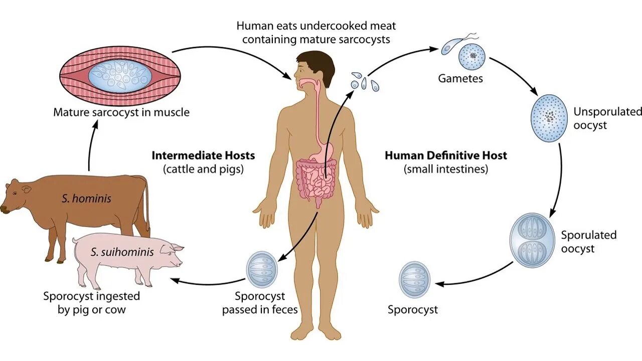 Промежуточный и основной хозяин человек. Sarcocystis suihominis. Жизненный цикл Sarcocystis suihominis. Жизненный цикл развития саркоцисты.. Жизненный цикл саркоцисты схема.