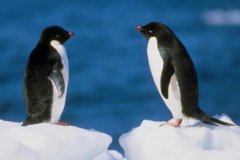 Пингвин касатка лодка. Антарктида пингвины Адели. Императорский Адели. Императорский Пингвин и Пингвин Адели. Пингвин Адели Пингвинообразные.