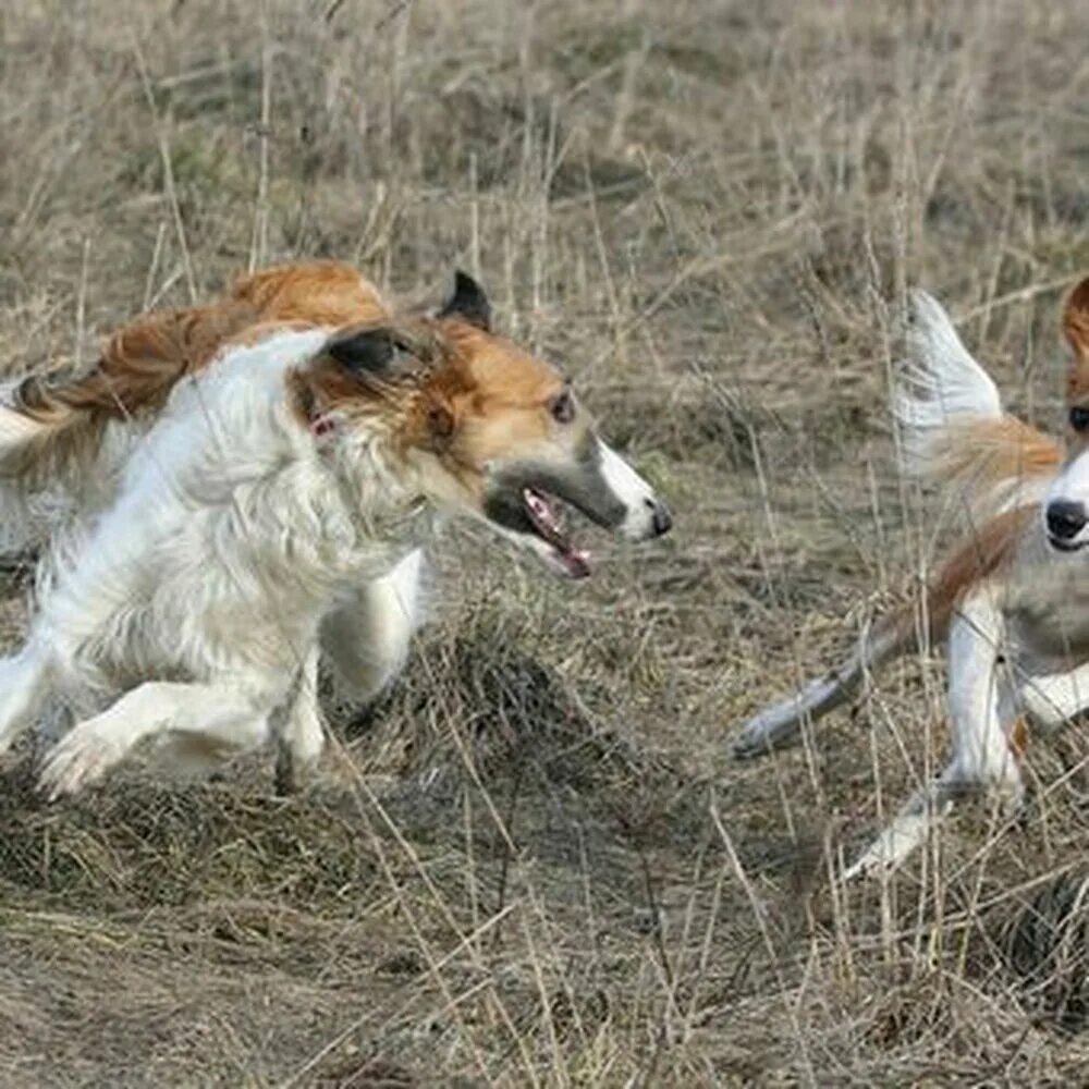 псовая борзая. марина ефремова художник-анималист. псовая охота на зайца. охота на зайца с борзыми «по-зрячему». русская гончая борзая.