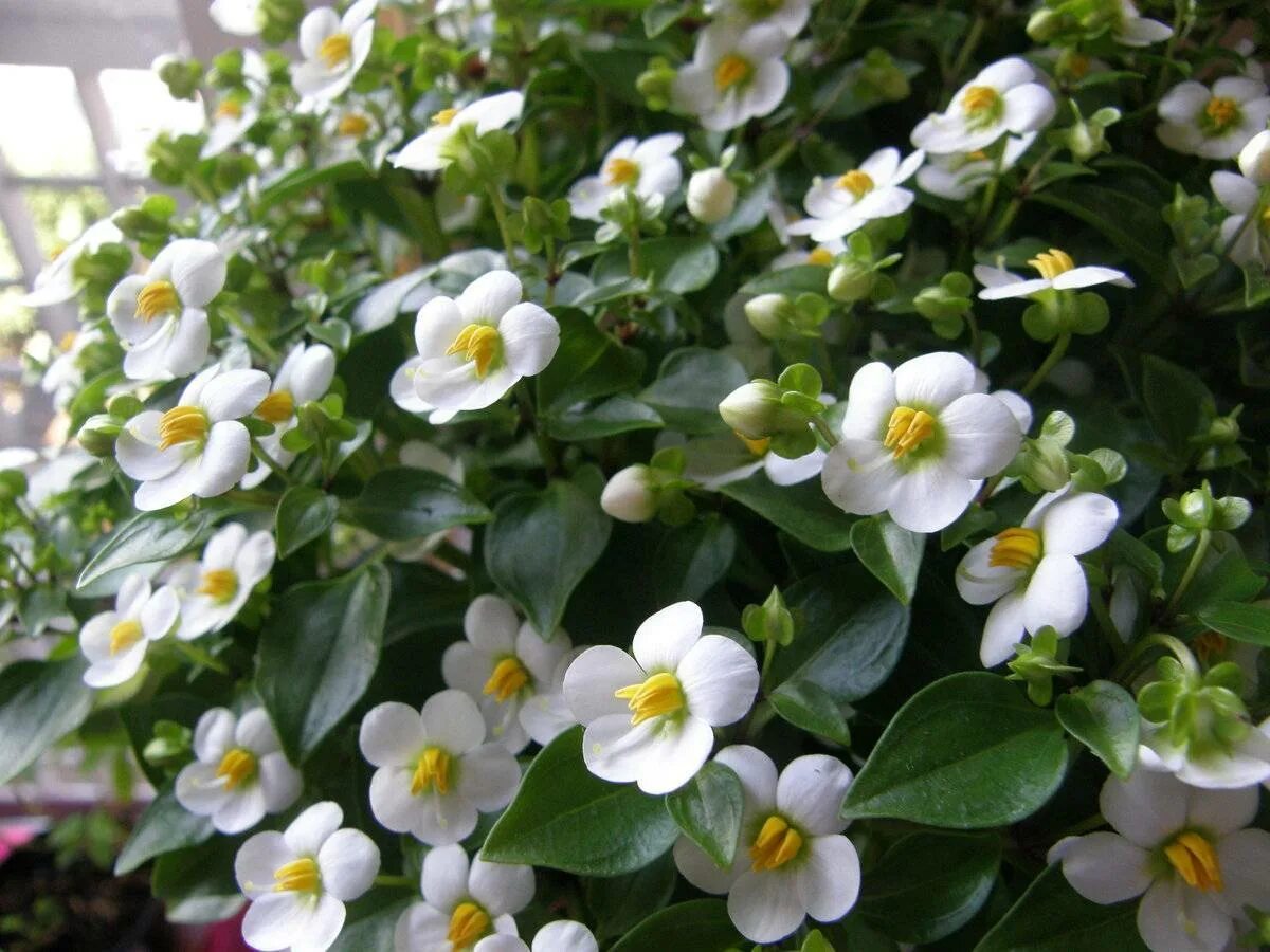 Ек персидская сирень. Персидская фиалка экзакум. Цветок экзакум. Персидская фиалка экзакум. Цветок экзакум.