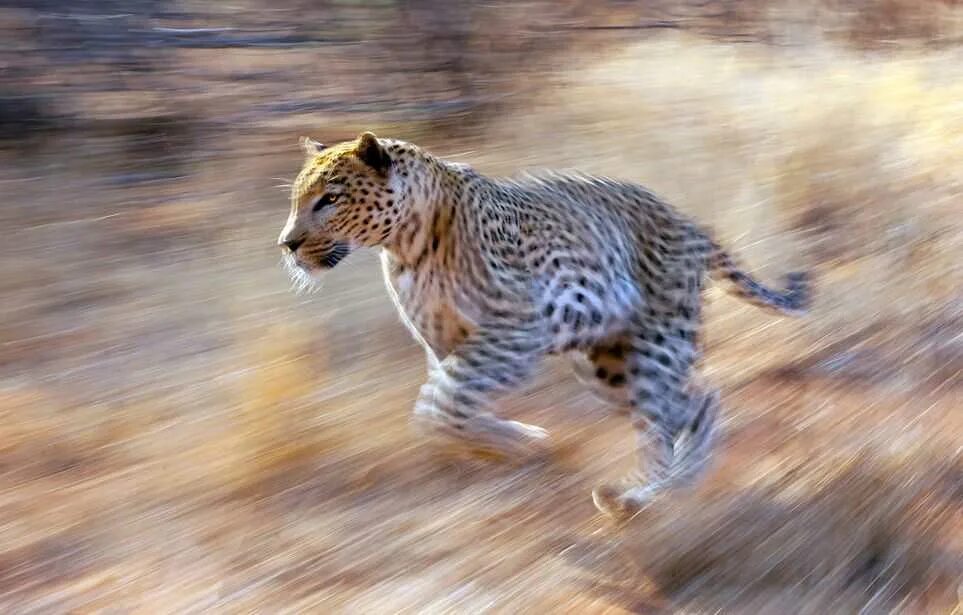 Леопард бежит. Бегающие животные. Гепард бежит. Леопард в движении.