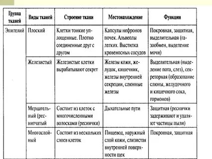 Морфологическая характеристика ткани