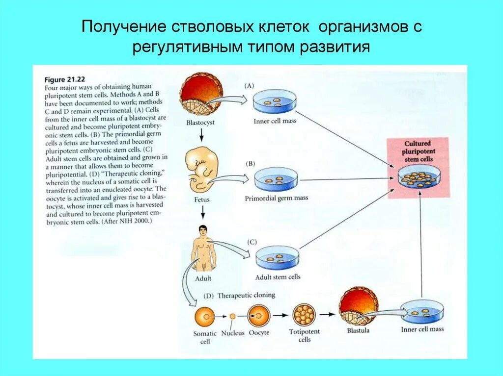 Как получить 1 клетку. Группы стволовых клеток методы получения таблица. Получение стволовых клеток. Методы получения стволовых клеток. Эмбриональные стволовые клетки.