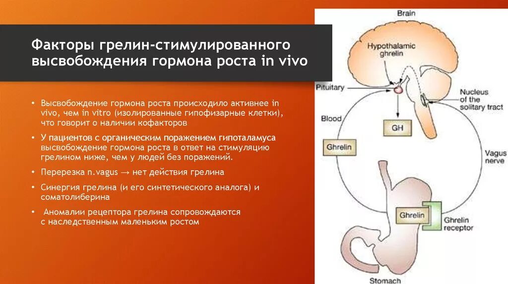 Функции гормона грелин. Грелин и лептин функции. Стимулирующие факторы секреции гормона роста. Грелин гормон механизм действия. Без гормонов роста