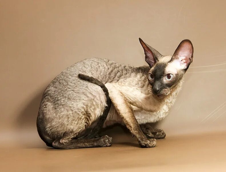 корниш рекс бело рыжий. корниш рекс черный. девон рекс кошка. рекс в добрые руки. взять корниш рекса в добрые руки.