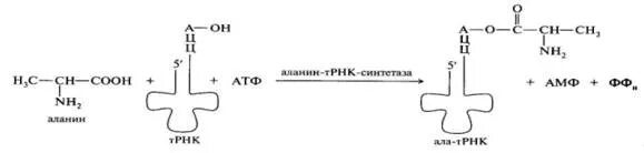 При активации аминокислота фосфорилируется присоединяется к трнк. Активация и рекогниция аминокислот. схему ферментативного образования аланил-т-рнк. рекогниция трнк.