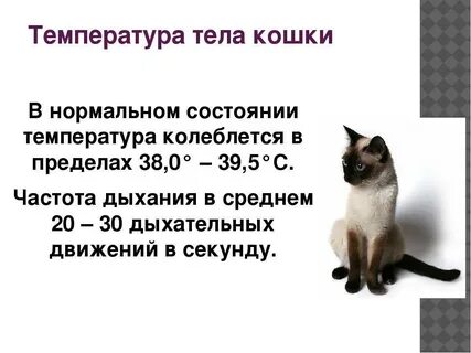 Какая температура у кошек считается