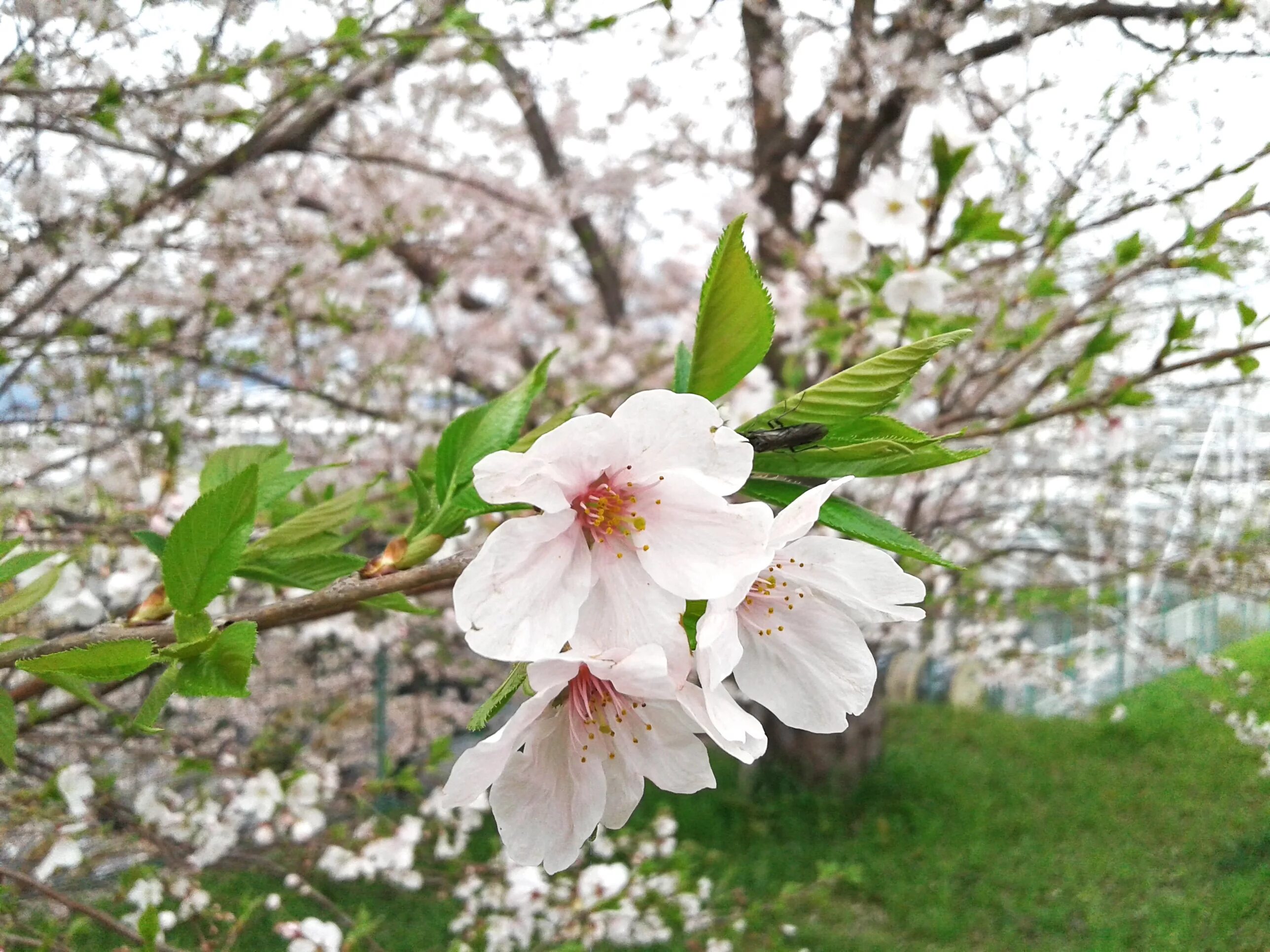Куст цветущий ранней весной