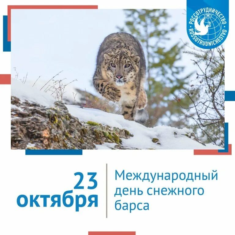 Международный день снежного Барса. Международный день снежного Барса 23 октября. День снежного Барса 26 мая. 26 Мая день снежного Барса на Алтае. Плакат в поддержку снежного барса