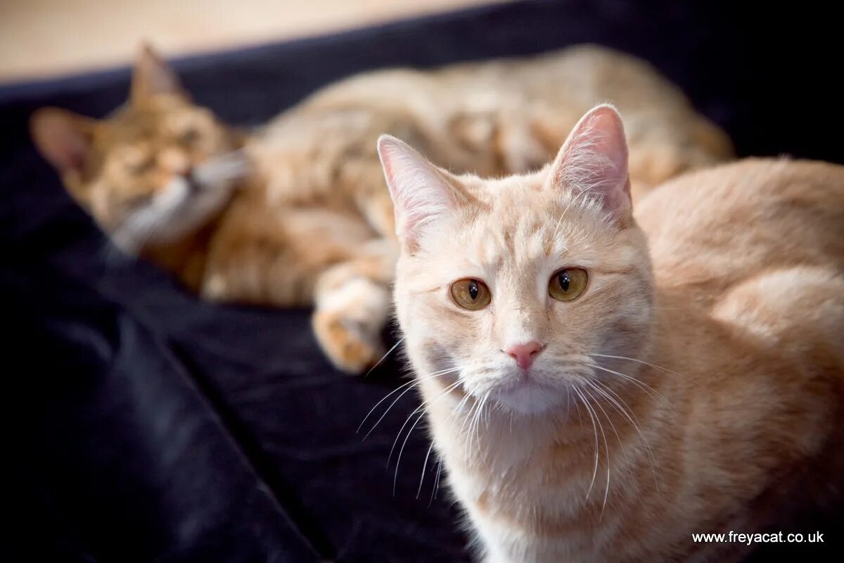 сиамский кот косоглазый. кот сиамской породы. котенок с косыми глазами. сиамская кошка гладкошерстная. косоглазие у котят.