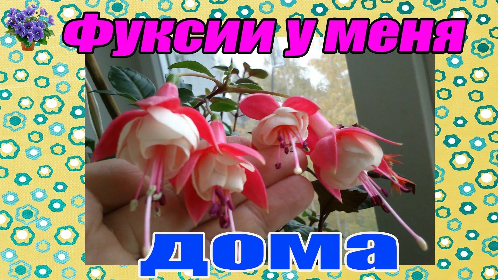 Как сохранить фуксию