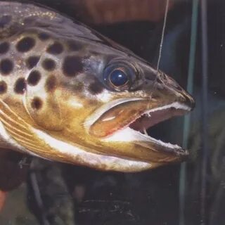 Средняя рыба