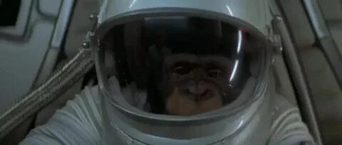 Обезьян 2001 год
