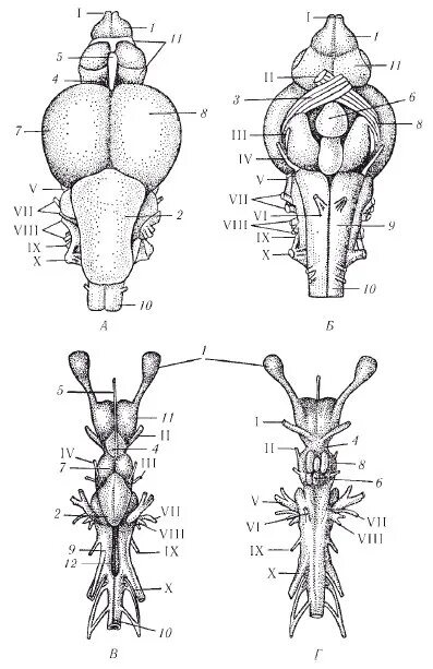 Мозг хрящевых рыб. Строение головного мозга хрящевых рыб. Строение головного мозга костной рыбы. Мозг хрящевых и костных рыб. Головной мозг костных рыб.