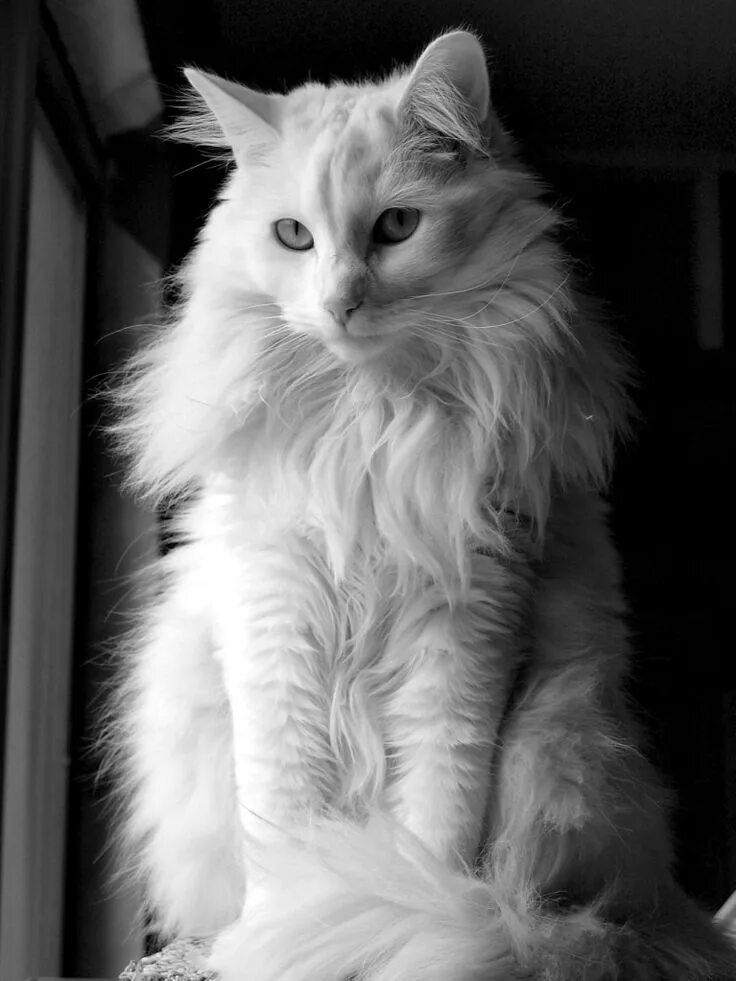 Серая ангора. Ангорская кошка. Сибирская ангорская кошка. Турецкая ангора кошка. Белый ангорский кот.