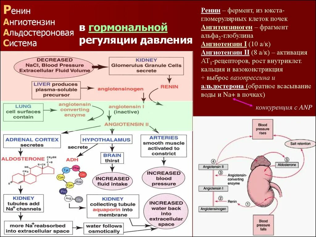 Почечные ферменты. РААС система патофизиология. Система ренин-ангиотензин-альдостерон. Ангиотензин 1 2 ренин альдостерон. Схема РААС физиология.