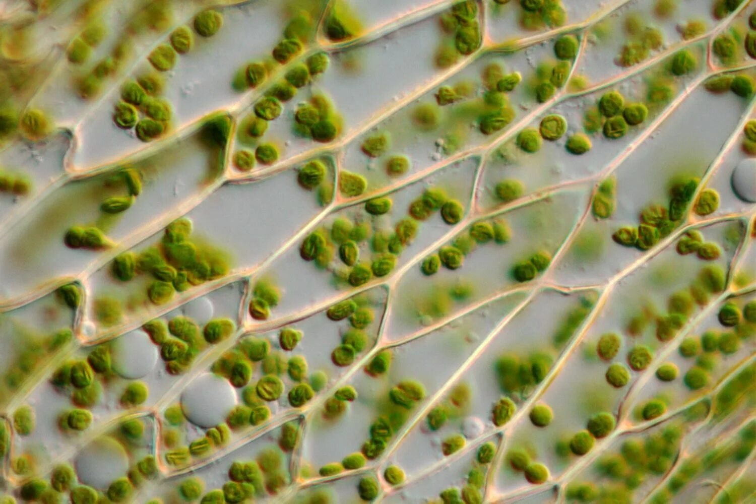 Хлоропласты у водорослей. Хлоропласт микрофотография. Хлоропласт в микроскопе. Элодея хлорофилл. Лист элодеи под микроскопом.