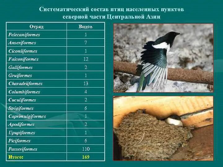 Птицы и их составы. Состав птицы. систематические таксоны птиц. синантропные виды птиц.