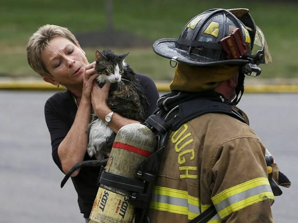 Saving cat
