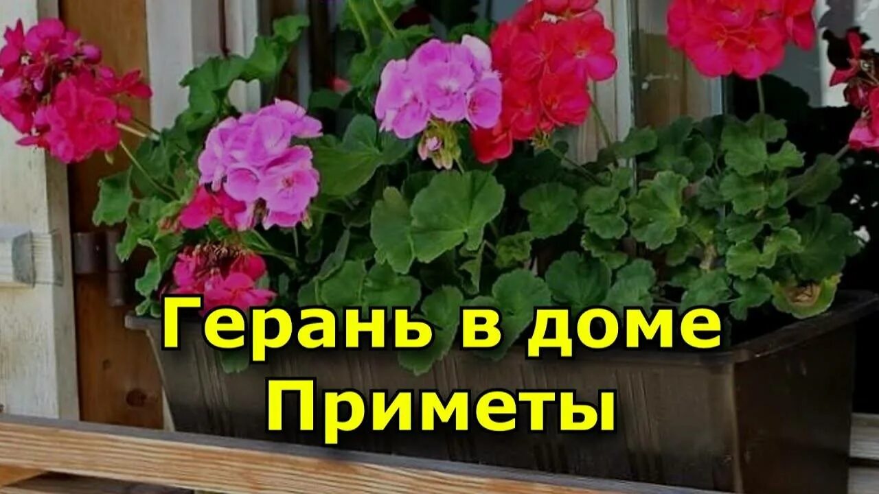 Герань в доме приметы