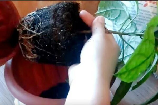 Клеродендрум пересадка. Грунт для клеродендрума. грунт клеродендрум для пересадки. клеродендрум томпсона черенкование пересадка.