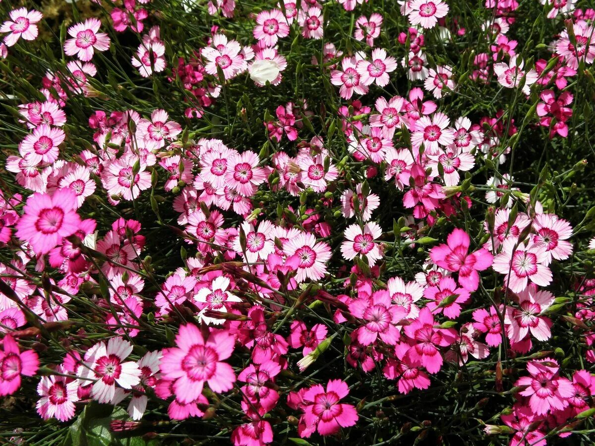 Гвоздика травянка. Гвоздика травянка (Dianthus deltoides). Гвоздика травянка Вайт-ред. Гвоздика травянка Самос. Гвоздика травянка посадка и уход