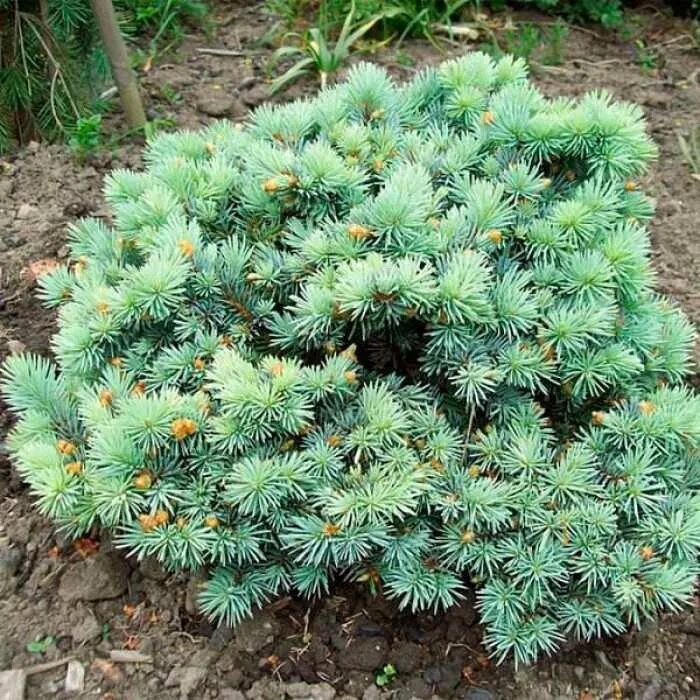 Ель обыкновенная (picea abies) barryi. Ель колючая шовенхорст. Ель низкорослая. Ель сибирская picea obovata. Какие ели низкорослые.