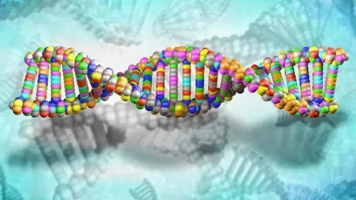 Генетическое разнообразие. Генетическое разнообразие человека. Генетическое разнообразие фото. Генетическое разнообразие человека картинки.