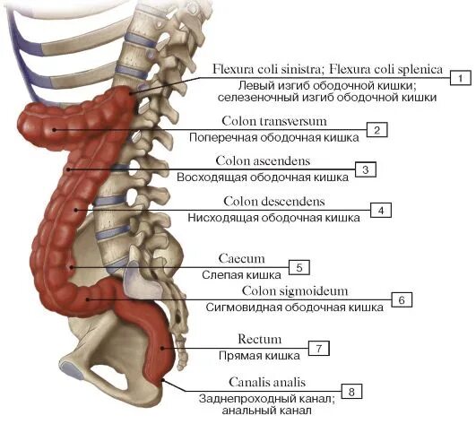 Скелетотопия сигмовидной кишки. Крестцовый изгиб прямой кишки. Толстая кишка анатомия позвоночник. Строение кишечника вид сбоку. Кишечник поясница