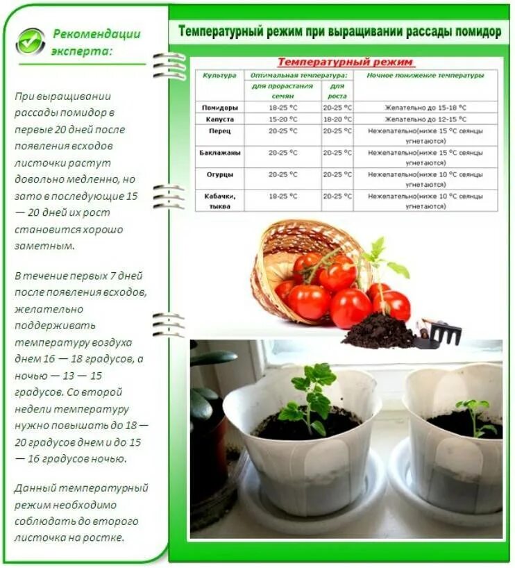 Температура для выращивания рассады томатов. Температурный график для выращивания рассады томатов. Оптимальная температура для высадки рассады томатов. Температурный режим для высадки рассады томатов в грунт. Температурный режим для перцев и томатов в теплице.