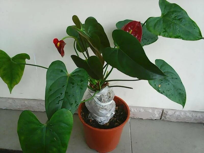 Пересадка очень старого антуриума. Черенкуем антуриум. Антуриум корни. Обрезать антуриум. Антуриум клубни.