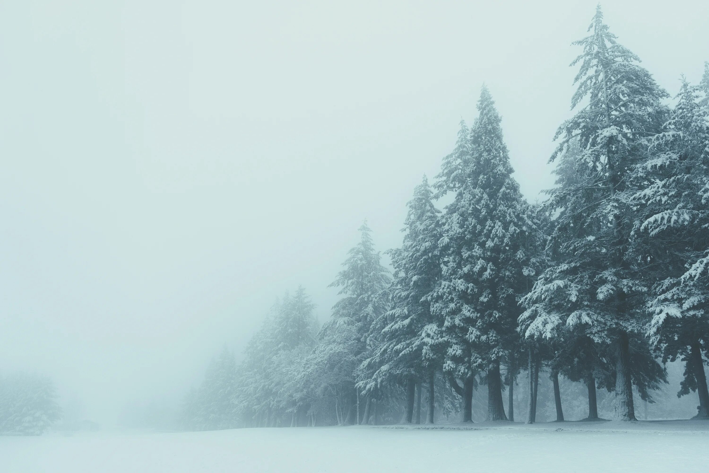 Туман зимой. Зимний лес. Зимний лес в тумане. Туман в лесу зимой. Сугроб сугробы туман